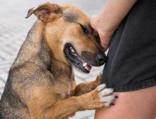 Feira de adoção de animais próximo sábado em shopping de Cariacica 