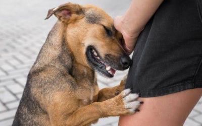 Feira de adoção de animais próximo sábado em shopping de Cariacica 