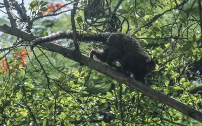 Estado de SP registra 20 mortes por febre amarela desde dezembro